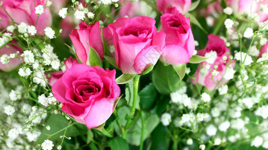 粉红玫瑰花束关闭高清图片