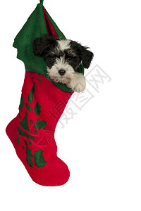 可爱的粉末小狗挂在圣诞丝袜图片