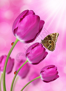 与蝴蝶形态的紫色郁金香图片