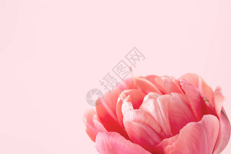 粉红背景上美丽的粉红色小马花朵郁金香假图片