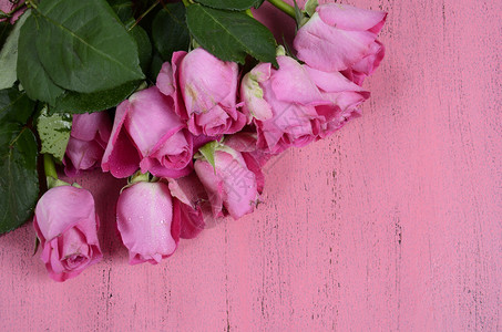 粉红玫瑰在粉红色的木本背景复制您文字图片