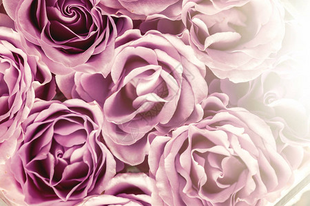 紫色玫瑰花粉模式太图片
