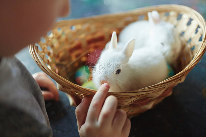 小男孩摸兔子图片