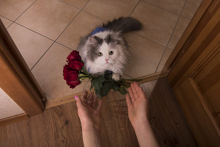 猫咪送来玫瑰作为礼图片