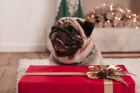 可爱的小狗和圣诞礼物图片