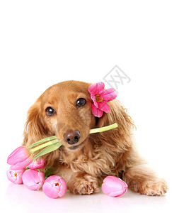Dachshund小狗与春季粉图片