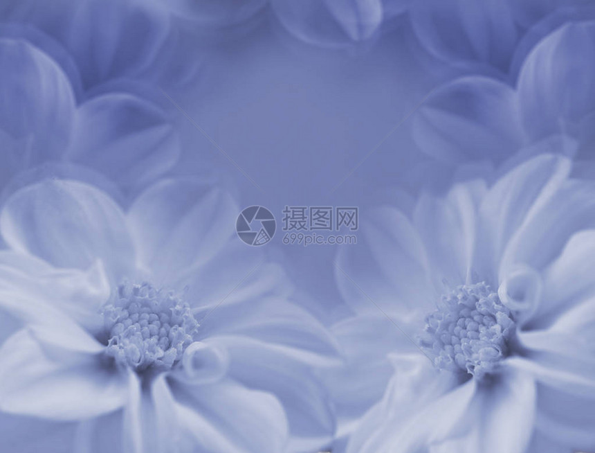 花卉蓝白色美丽的背景蓝色模糊背景上的大丽花大白花特图片