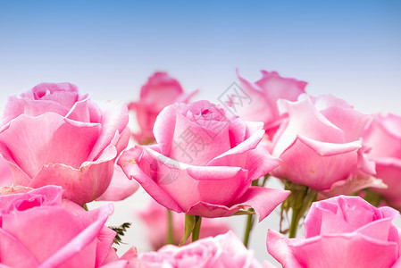 蓝色背景上的许多粉红玫瑰背景图片