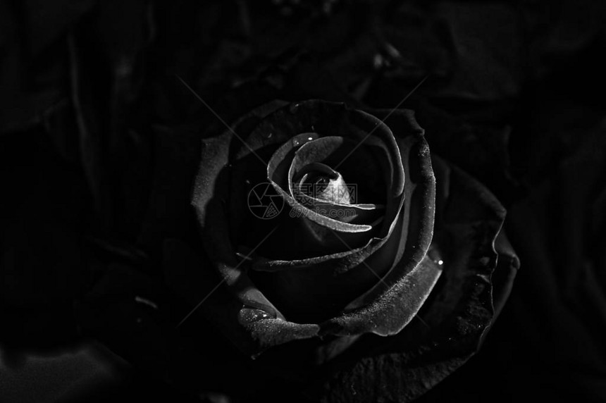 迷人的花朵夜色黑图片