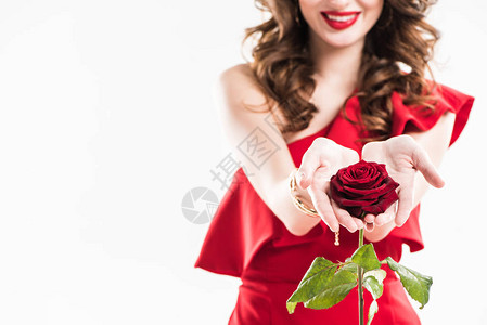 在白情人节概念上被孤立的手举着红玫瑰的红玫瑰图片