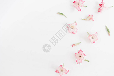 美丽的粉红色花朵图片