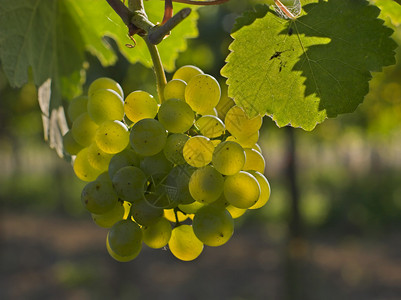 挂在藤上的成熟酿酒葡萄图片
