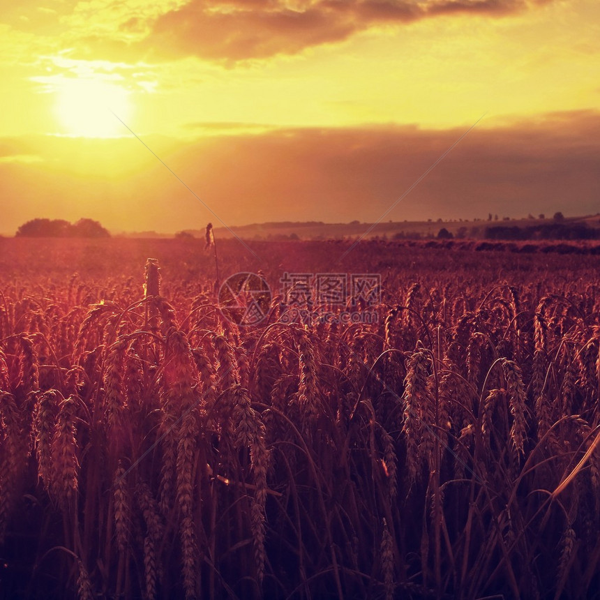 清晨黄麦田在日落的阴云橙色天空背景上将阳光照射在农村草图片