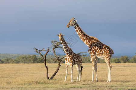 白天野生大自然中可爱的长颈鹿图片