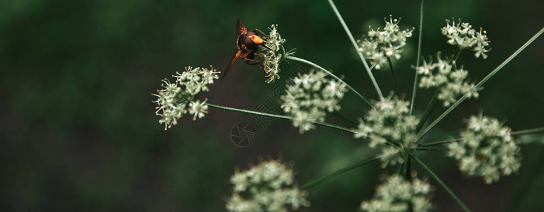 蜜蜂有选择地聚焦于背景模糊图片