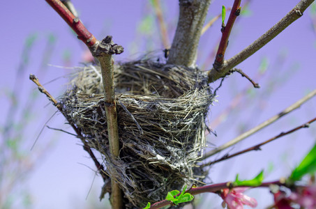 一个小鸟巢坐落在开花的桃树上图片