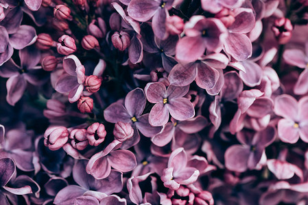 紫丁香花背景的全帧图像背景图片