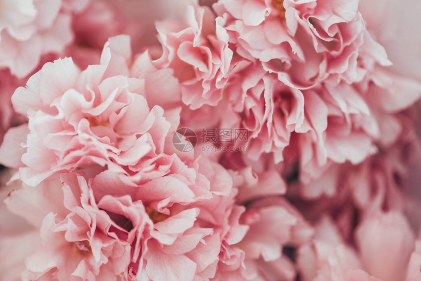 粉红樱花纹理图片