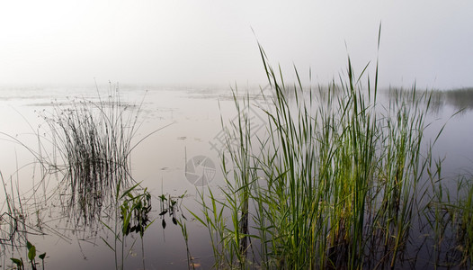雾湖中的芦苇图片