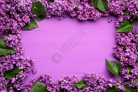 Floral装饰背景Lilac花的框架带有文本复图片