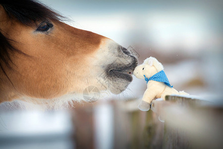 冬天的马和玩具马亲图片