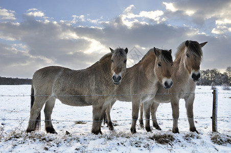 雪景中的3匹峡湾马图片