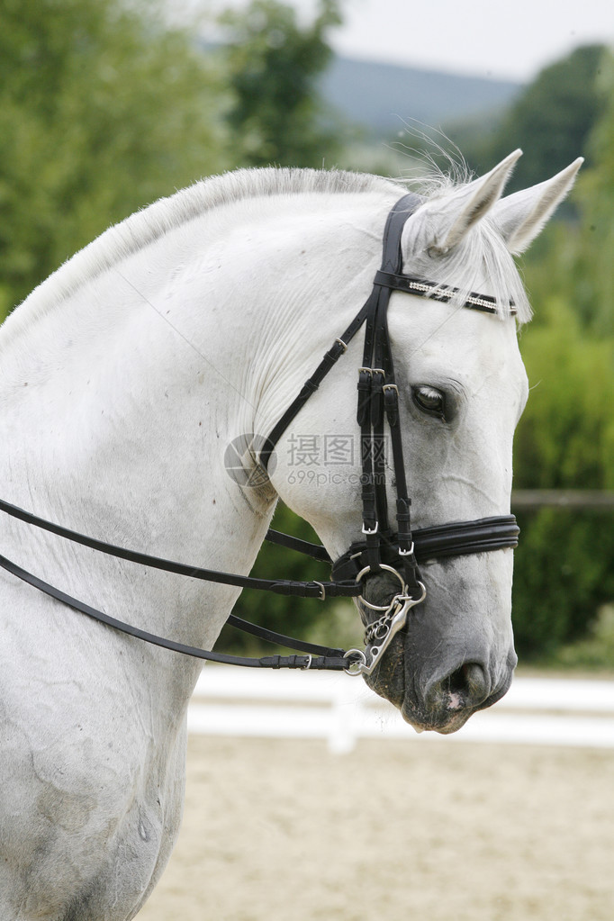 在户外训练期间一匹灰色着装马的图片