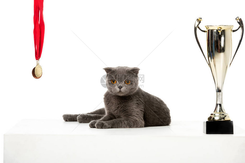 在奖牌和金奖杯之间架立着的灰色英国短头发猫白背景图片