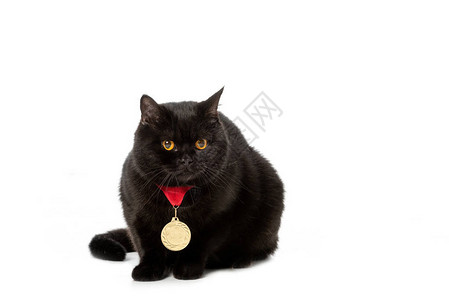 优胜者杯黑色英国短毛猫片演播室拍摄金奖章背景