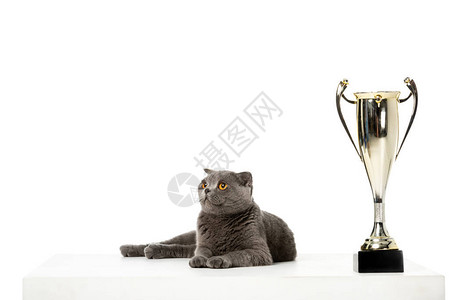 金秀贤体贴入微灰色英国短头发猫在金奖杯旁躺下白底孤背景