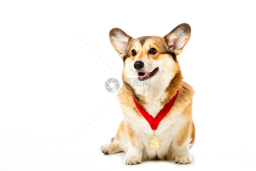 可爱的威尔士柯基犬彭布罗克与白色背景图片
