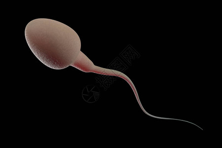 配子3D使精子设计图片