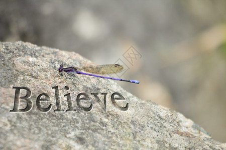 紫蜻蜓在相信词旁边休息它的翅膀图片