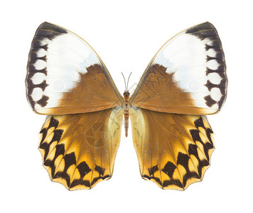 一只五颜六色的蝴蝶的摄影背景图片