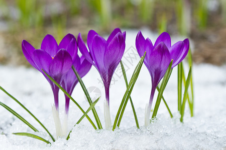 雪中生长的紫罗兰背景图片