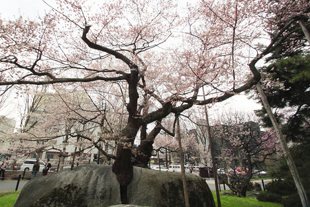 石裂樱桃树Ishiwari图片