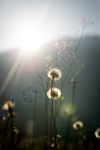 丹德利昂时钟和它们毛茸的精细种子头被热太阳反射闪图片
