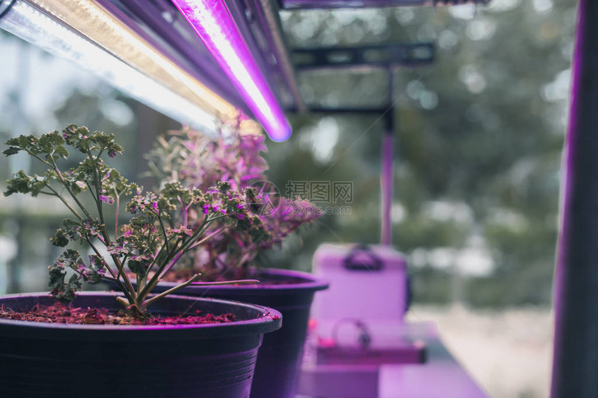 在智能室内农场种植物图片