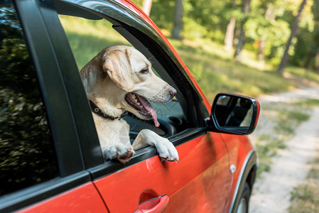 可爱的拉布多犬从红色汽车的窗户向外看图片