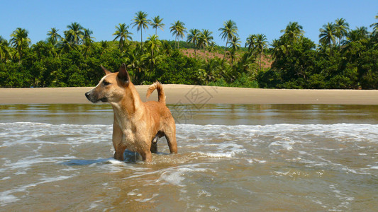 印度海滩上的红狗图片