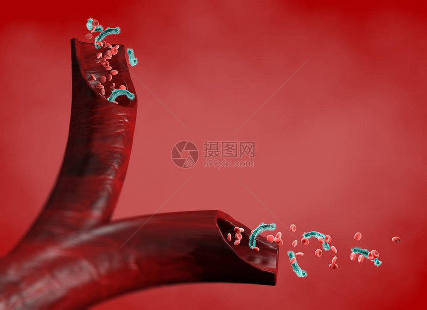 被攻击的卵巢和红血细胞动脉内的细菌循环Esherichia肠图片