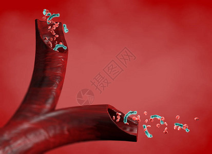 被攻击的卵巢和红血细胞动脉内的细菌循环Esherichia肠图片