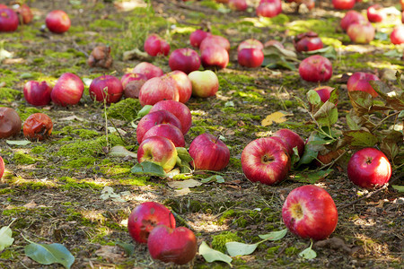 在肯塔基州的苹果园覆图片