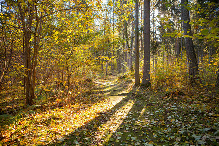 通过秋天森林的通道树苗被阳图片