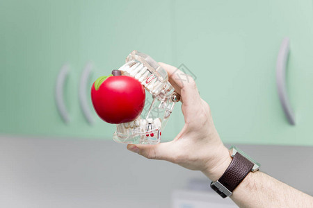 在医生手里咬苹果的假牙模型被医生用图片