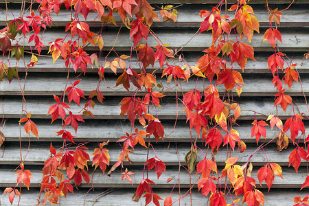秋天木墙上的红色爬山虎叶子图片