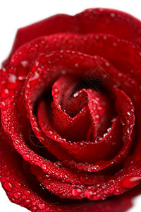 带水滴的美丽红玫瑰浅图片