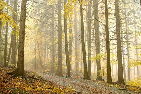 穿过迷雾的秋天森林图片