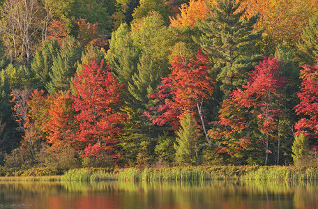 美国密歇根州上半岛Doe湖秋季海岸线红高清图片