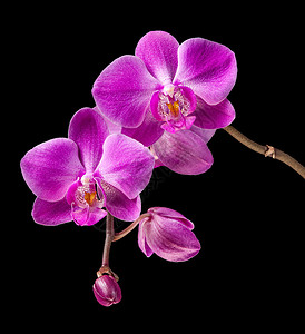 蝴蝶兰黑色背景上五颜六色的粉红色兰花图片